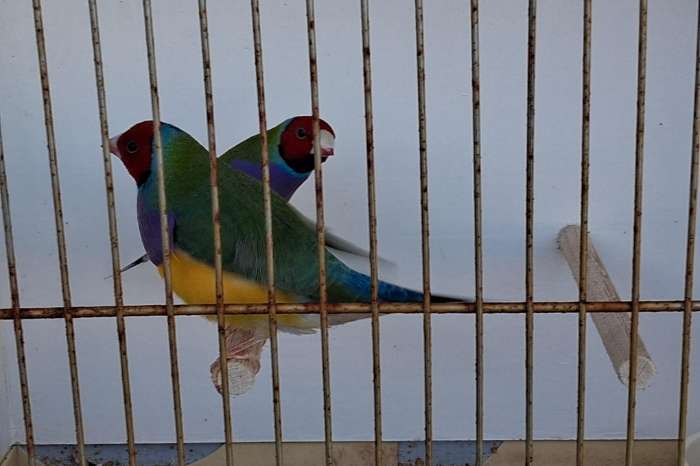 gouldamadines