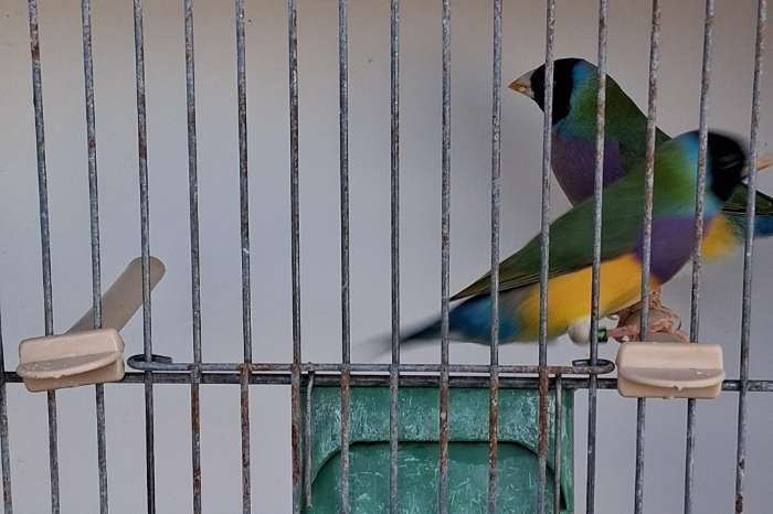 gouldamadines