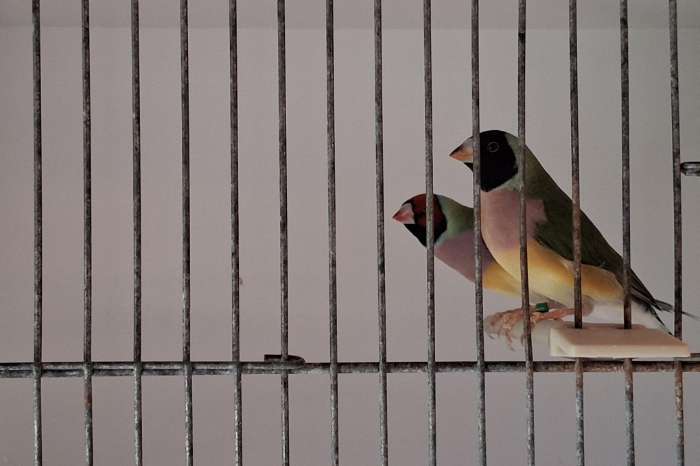 gouldamadines