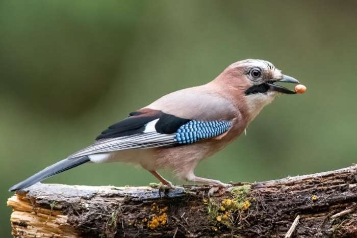 gezocht: 0-1 gaai (garrulus glandarius