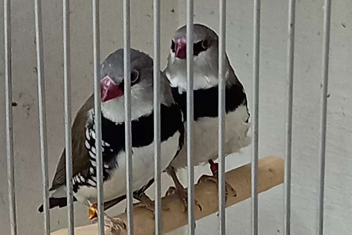 vogels te koop