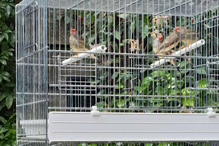 vogels te koop