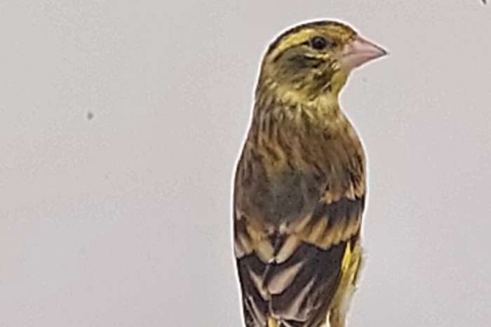 himalaya groenling chloris spinoides