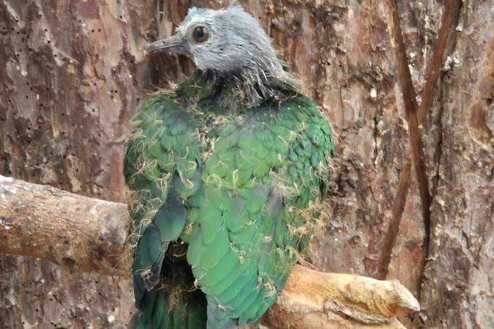 ducula poliocephala