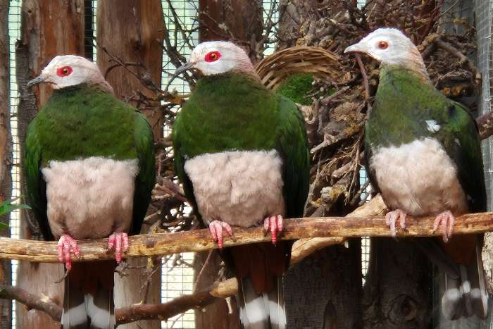 ducula poliocephala