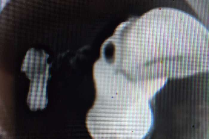 toco toucan