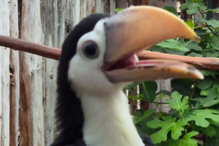 toco toucan