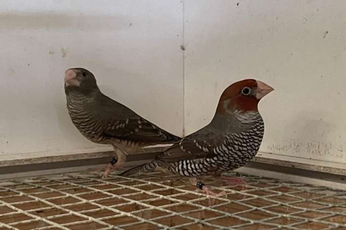 koppel roodkopamadine