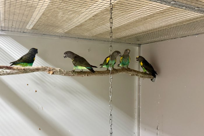 wegens overcompleet te koop prachtig blauwe meijer matschiei’s