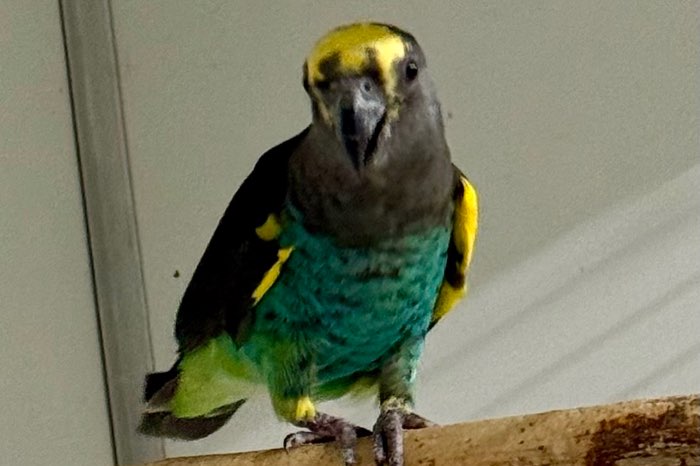 wegens overcompleet te koop prachtig blauwe meijer matschiei’s