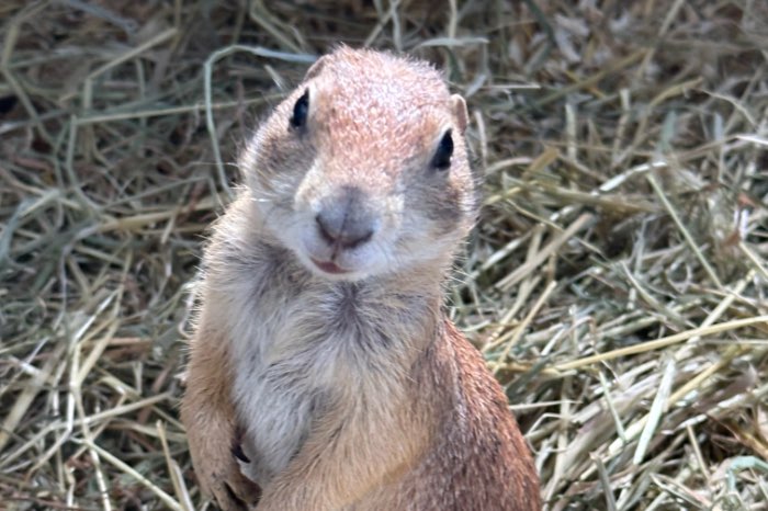 young tame black-tailed prairiedog (cynomys ludovicianus)