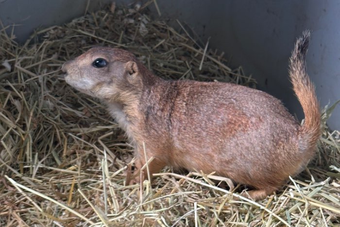 young tame black-tailed prairiedog (cynomys ludovicianus)