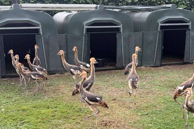 grijze kroonkraanvogels 2026