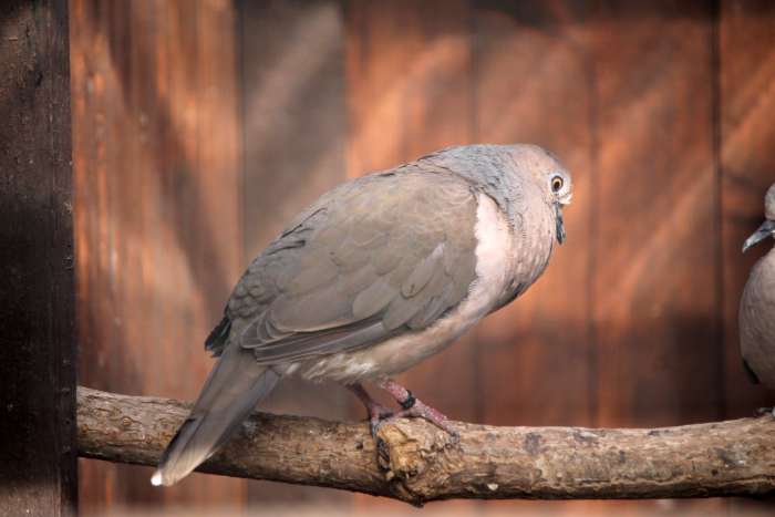 diverse duiven geel