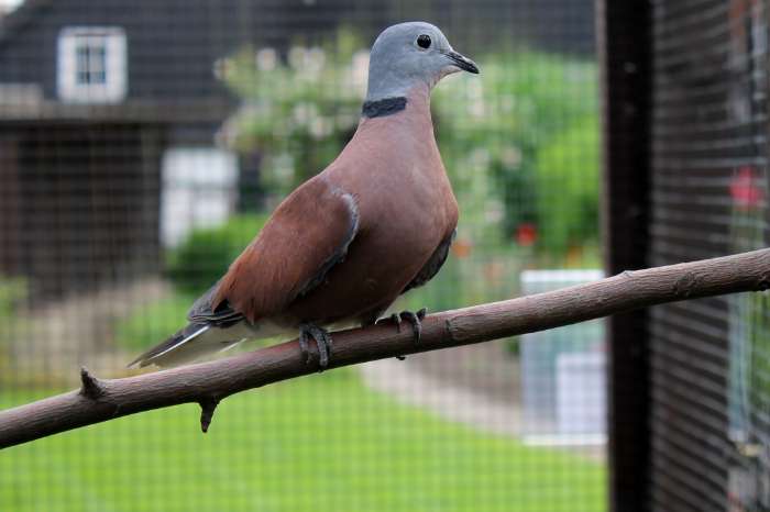 diverse duiven geel