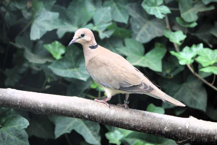 diverse duiven geel