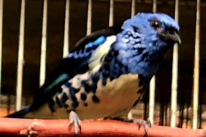 tangara mexicana