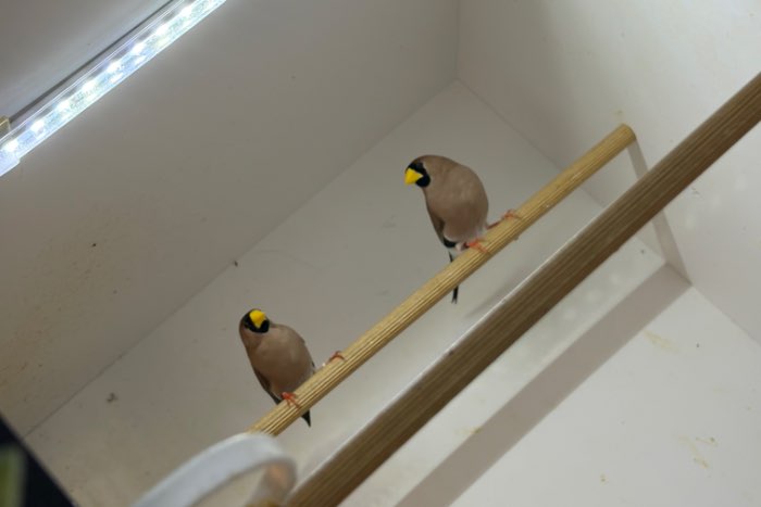 maskeramadines