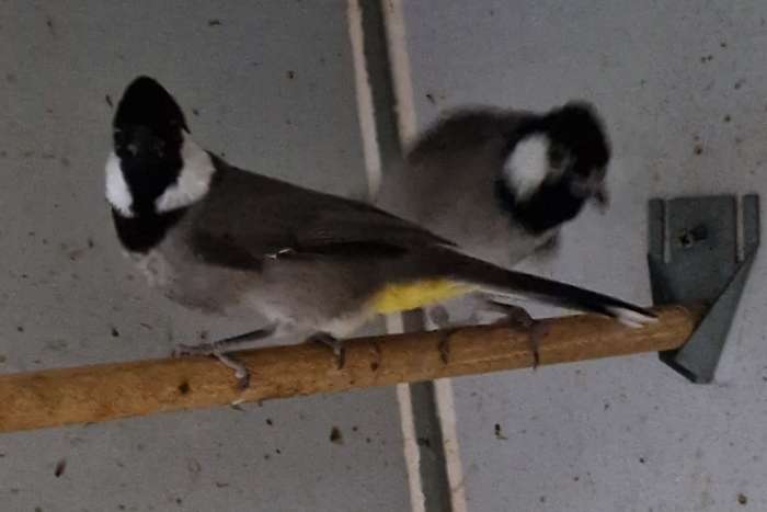 bulbul a oreillons blanc 2025