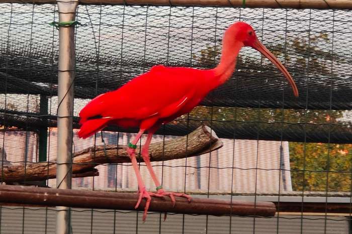 rode ibis