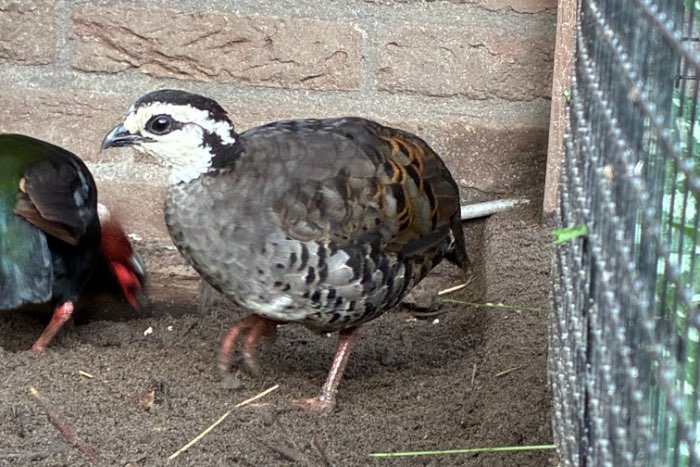 arborophila orientalis - witkop bospatrijs