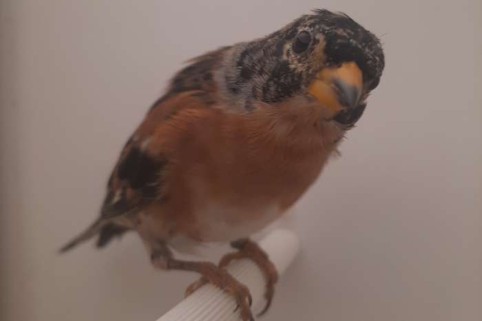 ek soorten europese cultuurvogels
