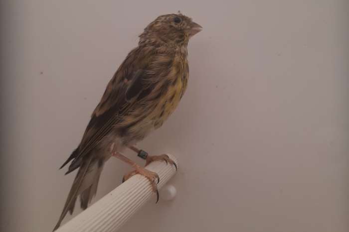 ek soorten europese cultuurvogels