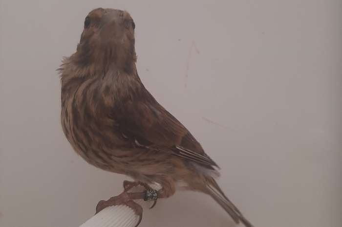 ek soorten europese cultuurvogels