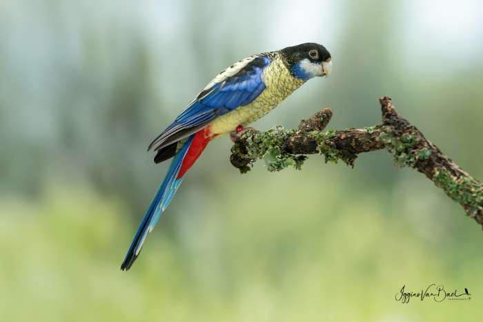 vogels voor in de fotokooi