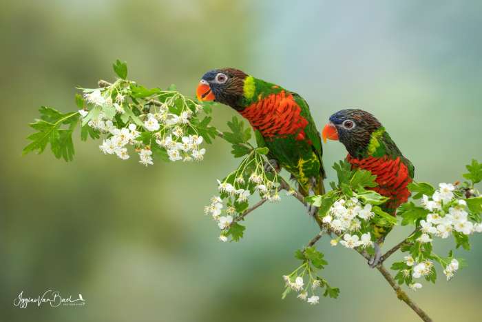 vogels voor in de fotokooi
