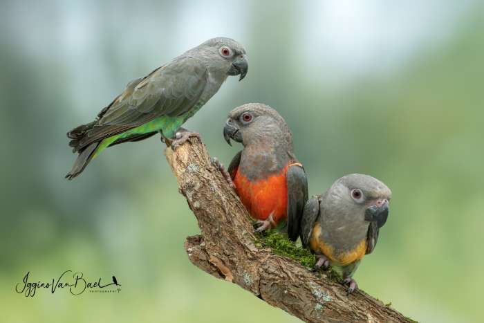 vogels voor in de fotokooi