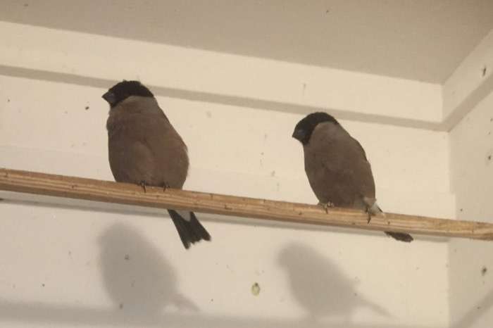 de goudvink mechelen a/d maas vogel beurs 14 nov 2026