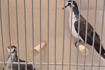 te koop koppel natuurbroed tamboerijnduiven