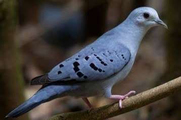te koop aangeboden natuurbroedkoppel blauwegrond duiven. koppel
