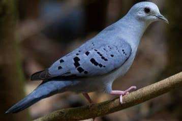 te koop natuurbroed koppel blauwegrond duiven