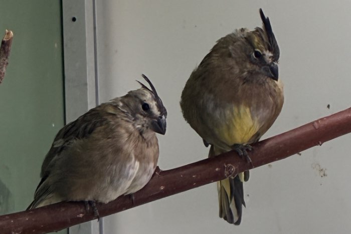 jonge groene kardinalen