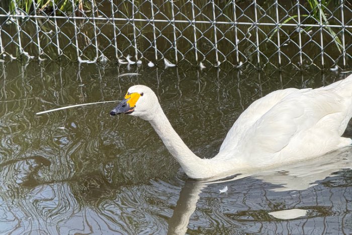bewickii zwaan