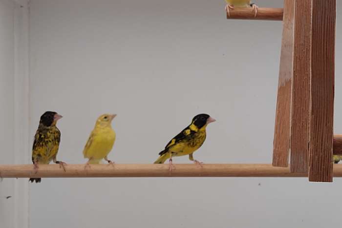 vietnamese groenling carduelis monguilloti