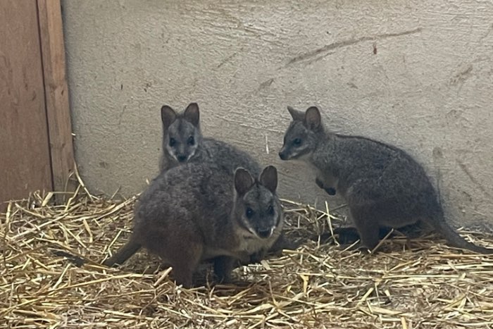 parma wallaby