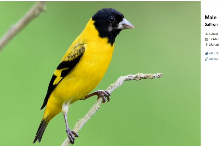 saffraansijs, carduelis siemiradskii