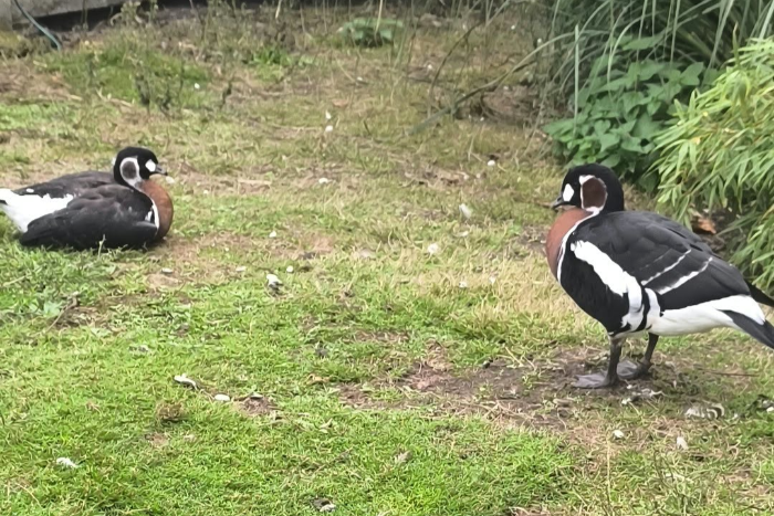 branta ruficollis