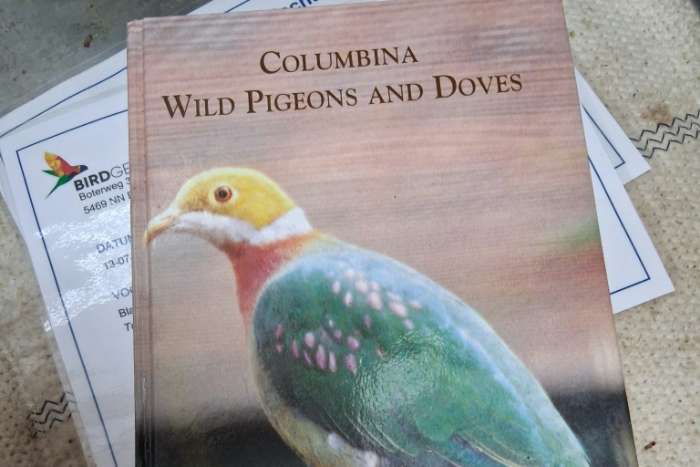 wild pigeons and doves