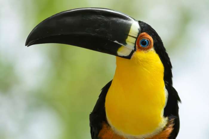 1-1 ramphastos vitellinus ariel
