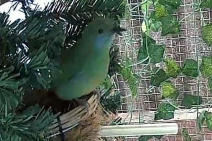 0,1 orangebauch blattvogel bladvogel chloropsis hardwickii