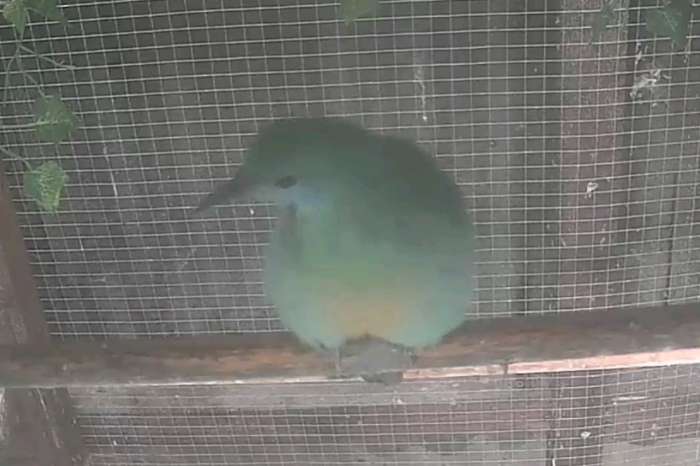 0,1 orangebauch blattvogel bladvogel chloropsis hardwickii