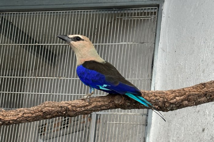 tucanetes viridis