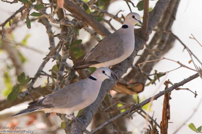 recherche tourterelle du cap ( streptopelia capicola)