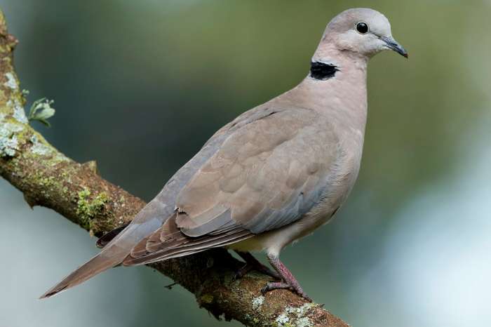 recherche tourterelle du cap ( streptopelia capicola)