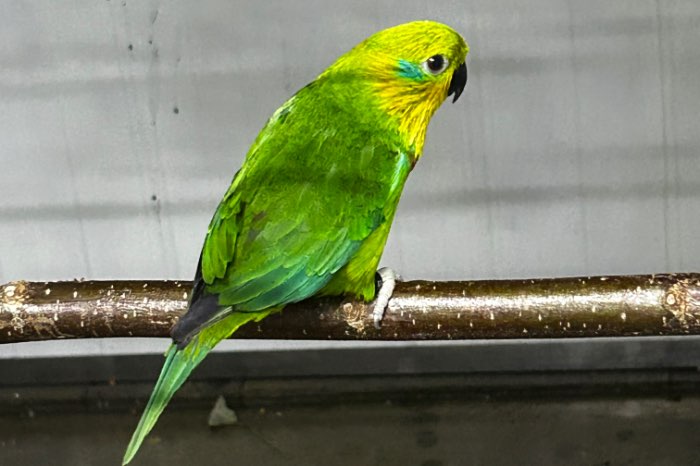 psittaculirostris salvadorii