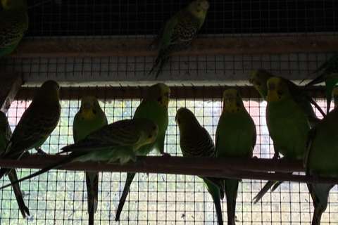 budgies - groene kleurgrasparkietjes